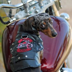 Biker Dawg Motorcycle Dog Jacket (Option: PinkMedium)